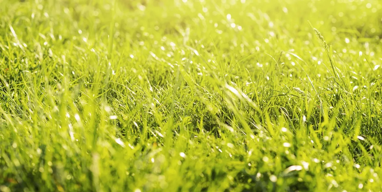 Área Verde