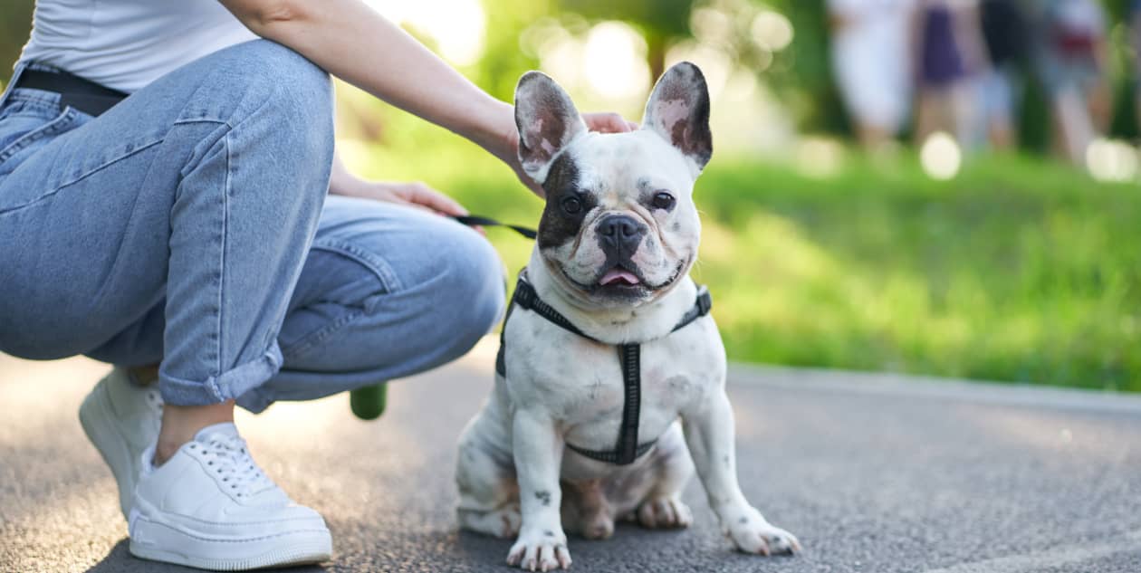Pet Park